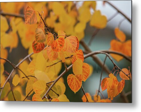 Aspens Metal Print featuring the photograph Burst of Colors by Robin Valentine