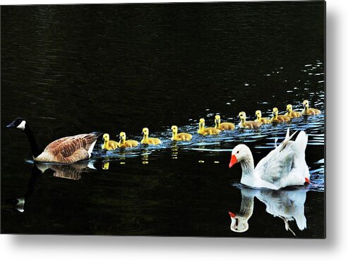Geese Metal Print featuring the photograph Busy Momma by Addison Likins