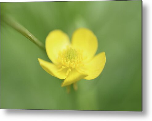 Buttercup Flower Metal Print featuring the photograph Buttercup by Leanna Kotter