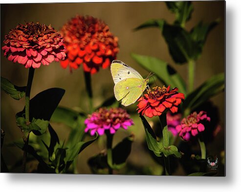 Zinnias Metal Print featuring the photograph Butterfly Colors by Pam Rendall