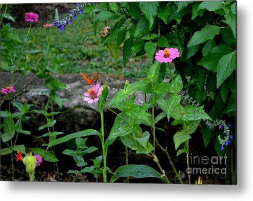 Butterfly Photograph Metal Print featuring the photograph Butterfly Garden by Expressions By Stephanie