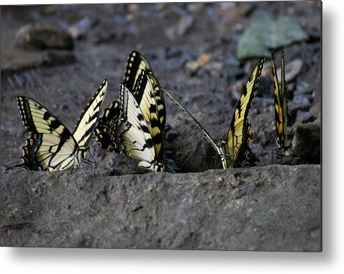 Butterflies Metal Print featuring the photograph Butterfly Nation Swallowtails Butterflies by Demetrai Johnson