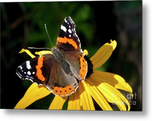 Wonderful Life Metal Print featuring the photograph A Beauty - Butterfly on flower - Red Admiral by Tatiana Bogracheva
