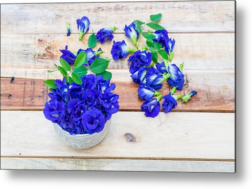 Material Metal Print featuring the photograph Butterfly pea flower, Clitoria ternatea by Loveischiangrai