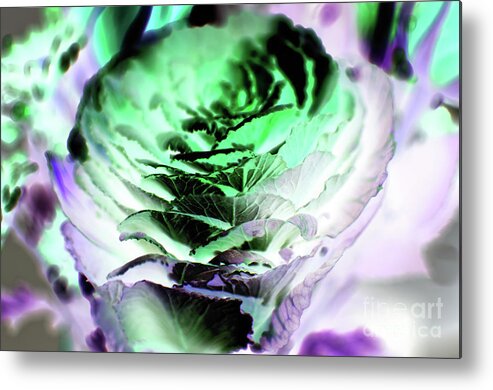 Cabbage Rose Metal Print featuring the photograph Cabbage Rose-Edited by Pics By Tony
