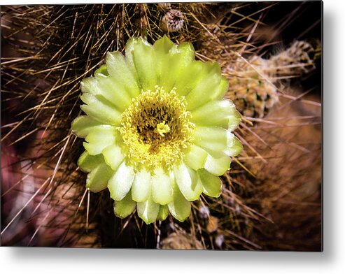 Canyon Metal Print featuring the photograph Cactus Bloom 2 by Craig A Walker