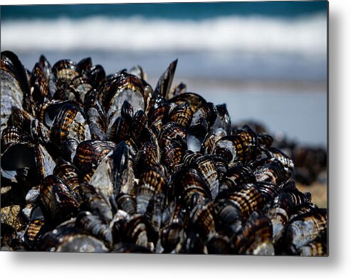 California Mussels Metal Print featuring the photograph California Mussels by Bonny Puckett