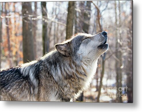 Wolf Metal Print featuring the photograph Call of the wild by Rehna George