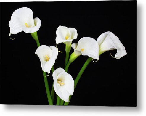 Calla Lillies Metal Print featuring the photograph Calla Lillies x 6 by Steve Templeton