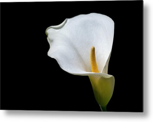 Calla Lily Metal Print featuring the photograph Calla Lily 3 by Kathy Paynter