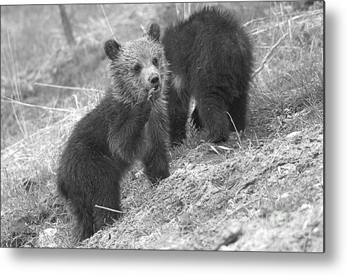 Grizzly Metal Print featuring the photograph Calling The Others Closeup Black And White by Adam Jewell