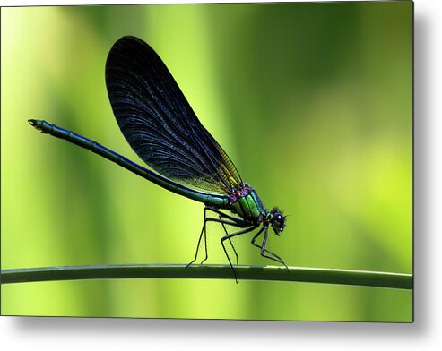 Calopteryx Metal Print featuring the photograph Calopteryx virgo - the Beautiful Demoiselle by Olivier Parent