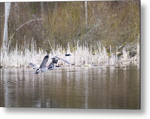 Geese Metal Print featuring the photograph Canada Geese by Jerry Cahill