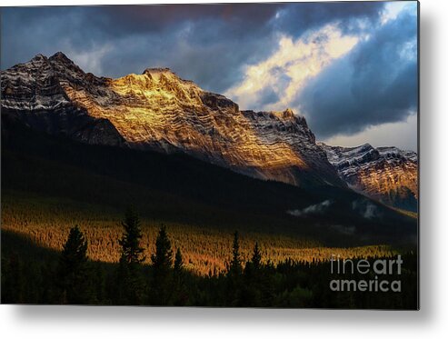 Landscape Metal Print featuring the photograph Canadian Gold by Seth Betterly