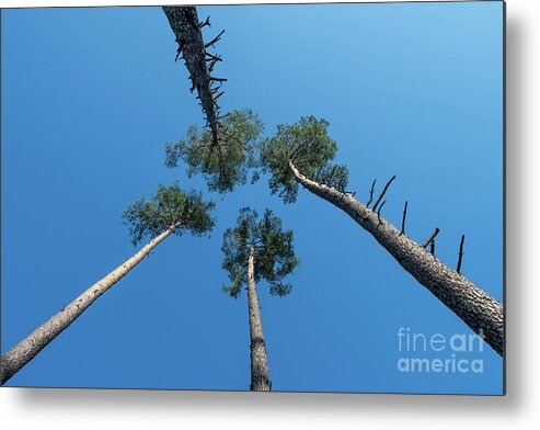Tree Metal Print featuring the photograph Canopies And Stems Of Four High Conifers Growing Close Together To The Blue Sky by Andreas Berthold