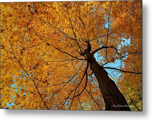 Autumn Leaves Metal Print featuring the photograph Canopy of Color by Mary Walchuck