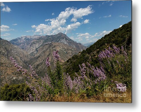 Kings Canyon Metal Print featuring the photograph Canyon Wildflowers by Erin Marie Davis