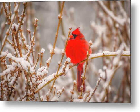 Great Smoky Mountains National Park Metal Print featuring the photograph Cardinal in the Snow by Robert J Wagner