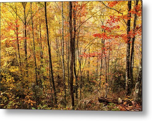 Beech Mountain Metal Print featuring the photograph Carolina Color by Phil Marty