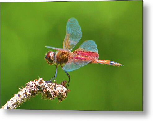 Dragonfly Metal Print featuring the photograph Carolina Saddlebags Dragonfly by Jerry Griffin