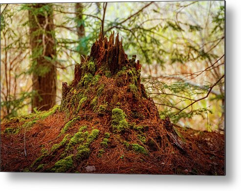 Castle Metal Print featuring the photograph Castle in the woods by Lilia S