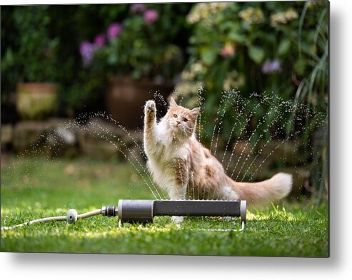 Purebred Cat Metal Print featuring the photograph Cat Garden Lawn Sprinkler by Nils Jacobi