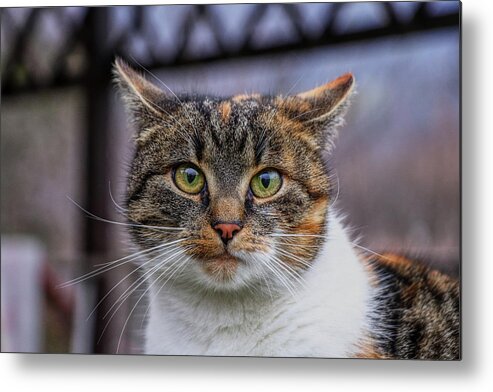 Liza Metal Print featuring the photograph Cat suprised face. Cat looks at camera. Colorful kitten standing on wooden parapet and looks into garden. She watch something. Domestic moggie on watch by Vaclav Sonnek