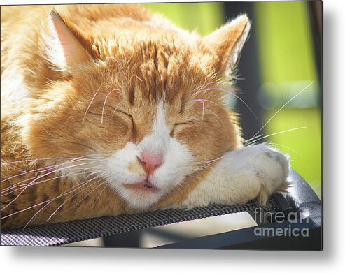 Animal Metal Print featuring the photograph Cat Taking A Nap by Claudia Zahnd-Prezioso