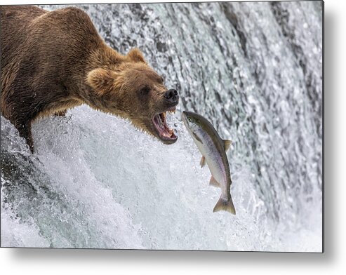 Grizzly Metal Print featuring the photograph Catch of the Day by Randy Robbins