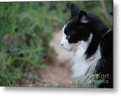 Cat Metal Print featuring the photograph Cat's Profile by Eva Lechner
