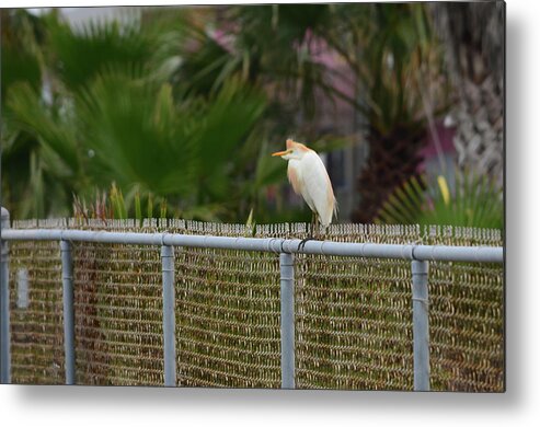 Egret Metal Print featuring the photograph Cattle Egret Breeding Plumage by Debra Martz