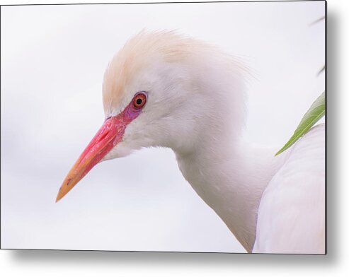 Cattle Metal Print featuring the photograph Cattle Egret by Carolyn Hutchins