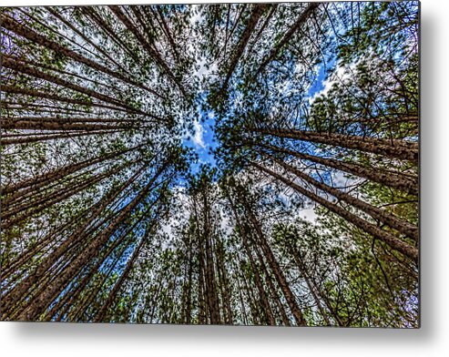 Higgins Lake Metal Print featuring the photograph CCC Pines Lookup by Joe Holley