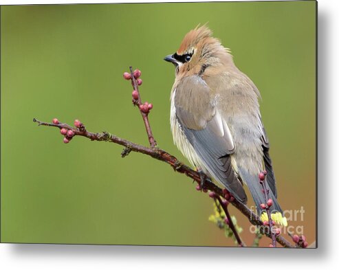 Cedar Waxwing Metal Print featuring the photograph Cedar Waxwing Perched on a Twig with Flower Buds by Nancy Gleason