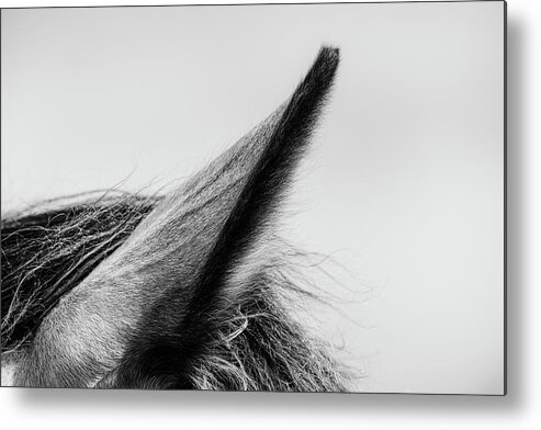 Horse Metal Print featuring the photograph Cerys II - Horse Art by Lisa Saint
