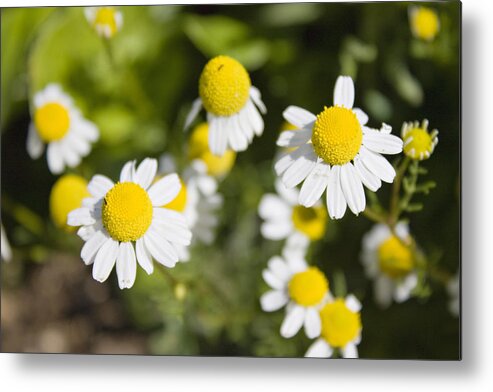 Large Group Of Objects Metal Print featuring the photograph Chamomile by Orange&chocolate