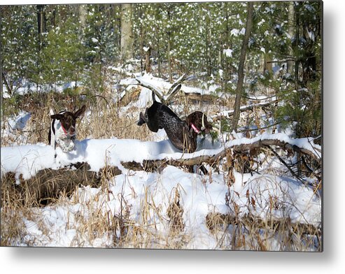 German Shorthaired Pointers Metal Print featuring the photograph Chase with Shed Antler by Brook Burling