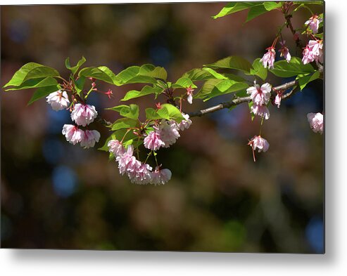 Blossom Metal Print featuring the photograph Cherry Blossoms by Deborah Ritch