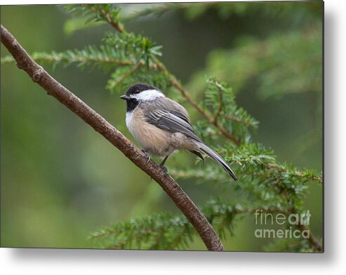 Chickadee Metal Print featuring the photograph Chickadee in the Pines by Jayne Carney