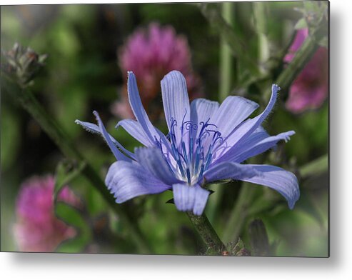 Chicory Metal Print featuring the photograph Chicory and Red Clover by Tana Reiff