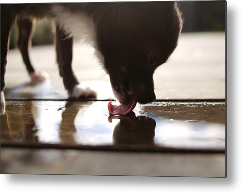 Outdoors Metal Print featuring the photograph Chihuahua dog licking water off floor by Stephanie_grafvocat