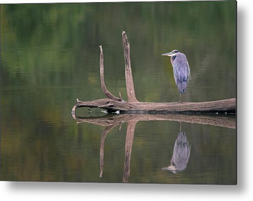 Evergreen Lake Metal Print featuring the photograph Chilling Out by Ray Silva