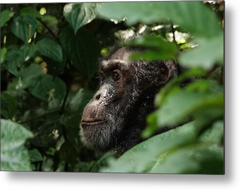 Chimpanzee Metal Print featuring the photograph Chimpanzee in Virunga by Melihat Veysal