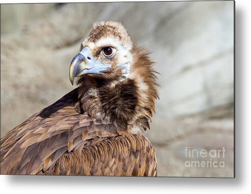 Cinereous Vulture Metal Print featuring the photograph Cinereous Vulture #1 by Shirley Dutchkowski