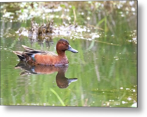 Teal Metal Print featuring the photograph Cinnamon Teal by Jerry Cahill