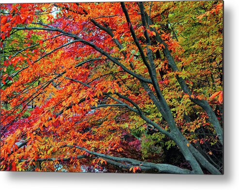 Autumn Metal Print featuring the photograph Flickering Foliage by Jessica Jenney