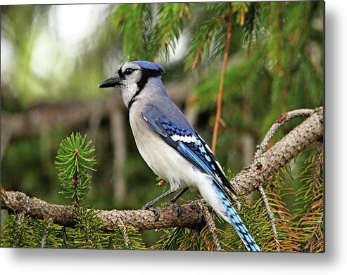 Blue Jay Metal Print featuring the photograph Classy Blue Jay by Debbie Oppermann