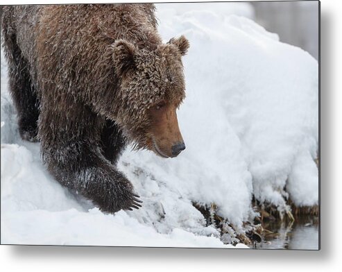 Canada Metal Print featuring the photograph Claws under a fur coat by Murray Rudd
