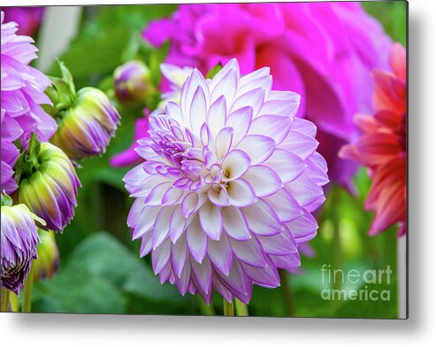 Clearview David Dahlia Metal Print featuring the photograph Clearview David Dahlia, 22-1 by Glenn Franco Simmons