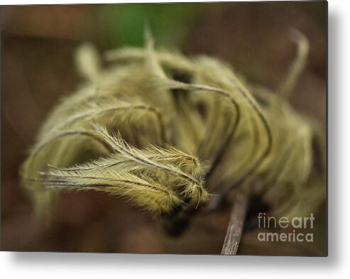 Clematis Seed Heads Metal Print featuring the photograph Clematis seed heads by Iris Richardson